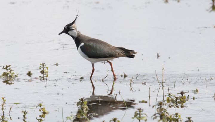 Migrateurs hivernants en baie de Saint-Jacut